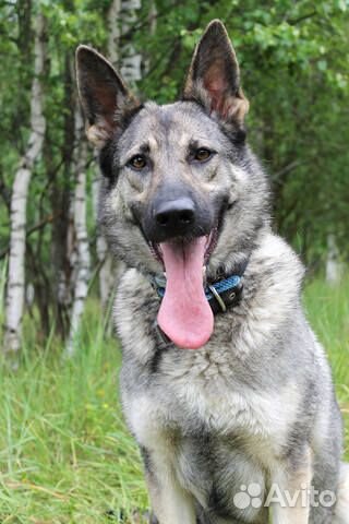 Зонарная овчарка в дар