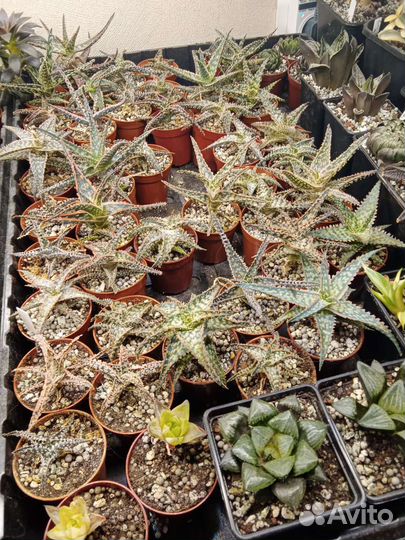 Кактусы и суккуленты