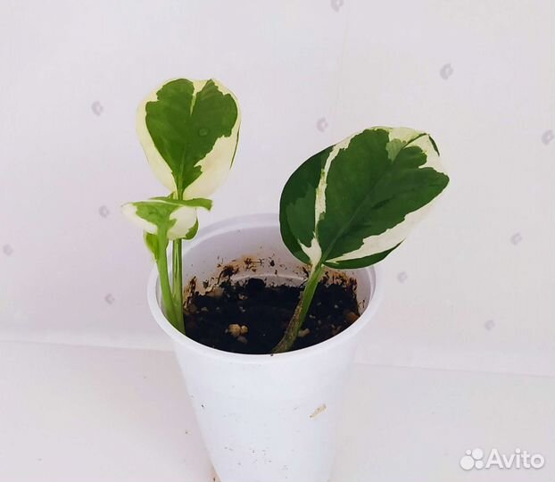 Сциндапсусы