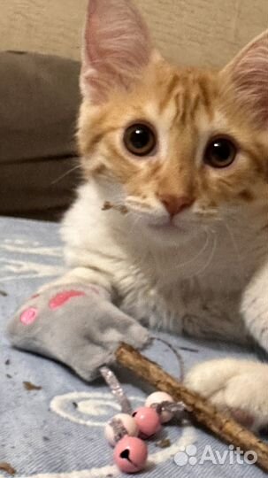 Отдам добрые руки котёнка