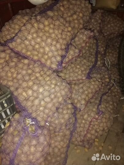 Семенной картофель