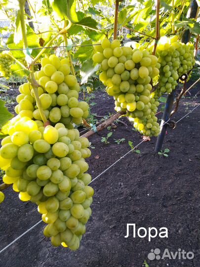 Саженцы винограда