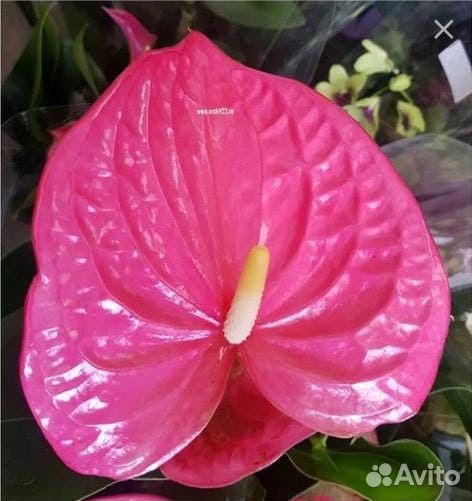 Антуриумы разные (6 сортов)