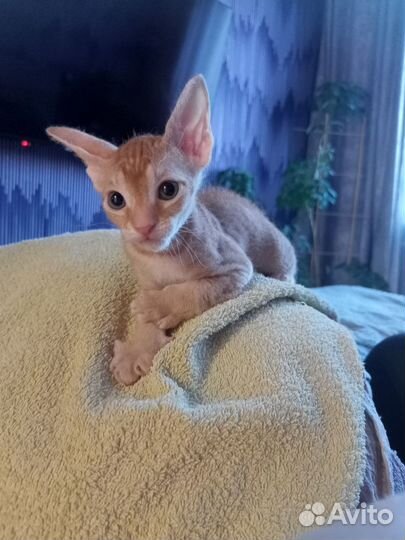 Котенок сфинкс браш