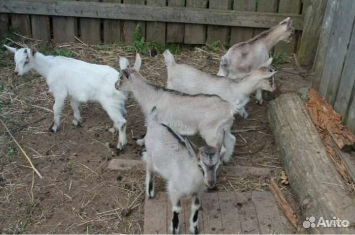 Козлята
