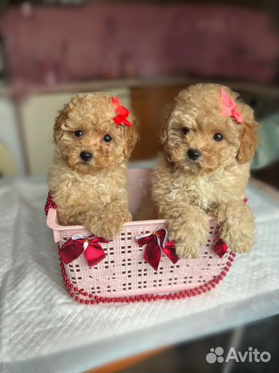 Щенки мальтипу f1