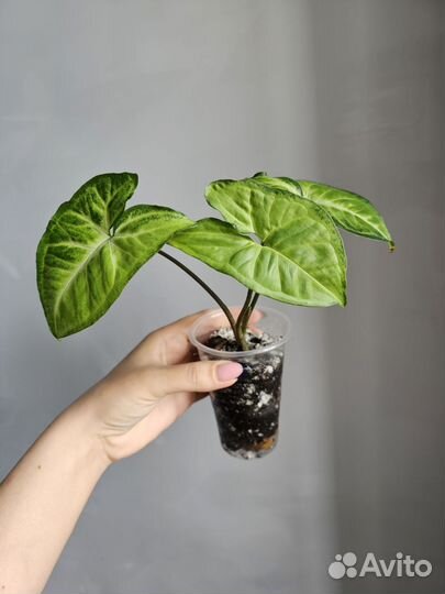 Комнатные растения