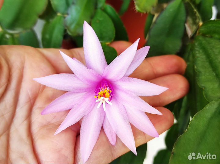 Декабристы и пасхальники