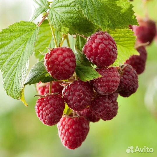 Малина ягоды