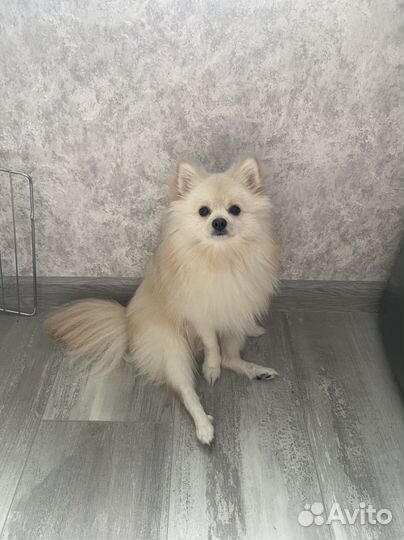 Шпиц для вязки