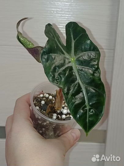 Алоказия Полли