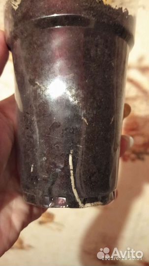 Гибискус китайская роза