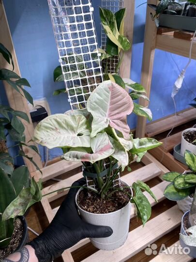 Тотем для растений (опора)