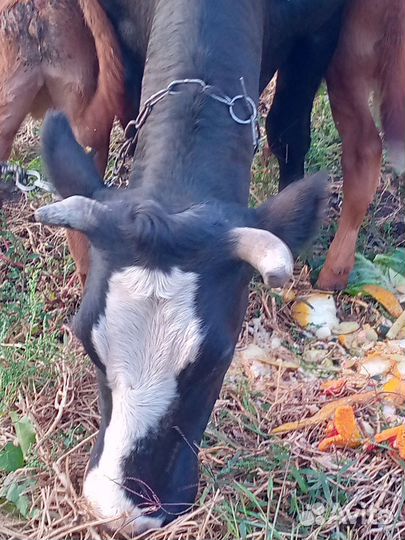 Корова дойная