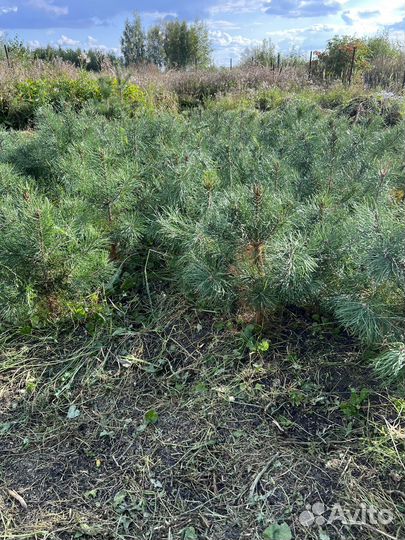 Саженцы сосны обыкновенной в наличие