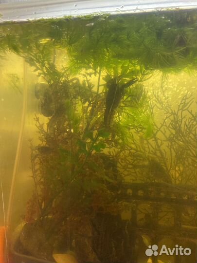 Аквариумные рыбки отдам бесплатно