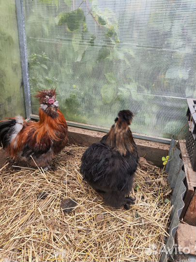 Китайские петушки