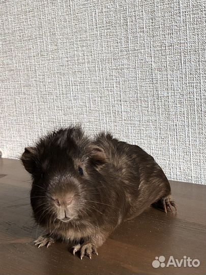 Морские свинки