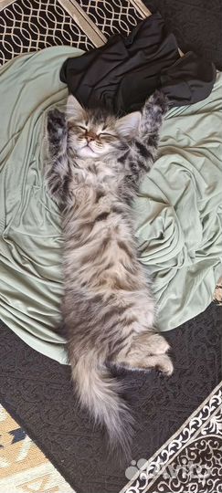 Котёнок, девочка