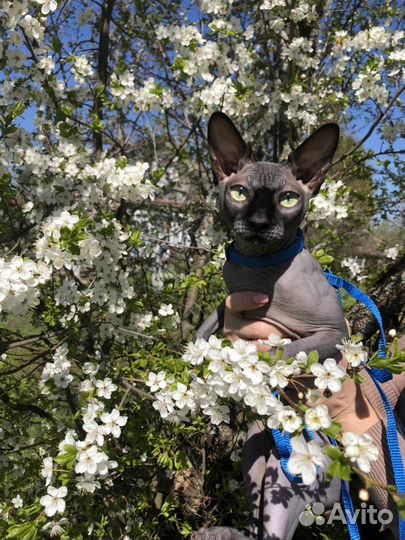 Канадский сфинкс вязка