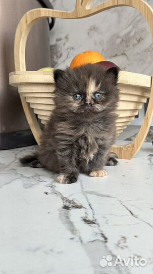 Кошка британская