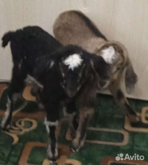 Нубийские козы