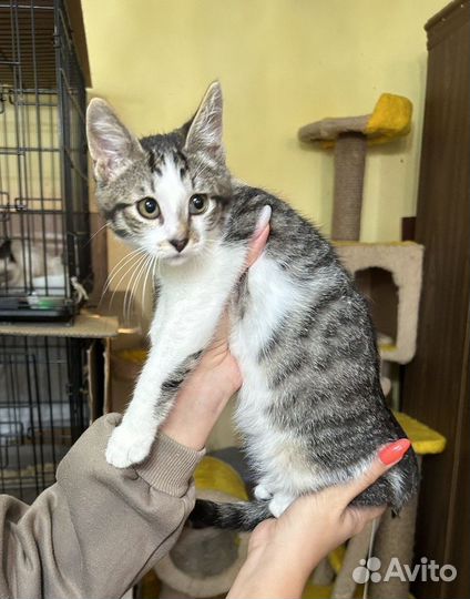 Сладкий мальчик Зефир