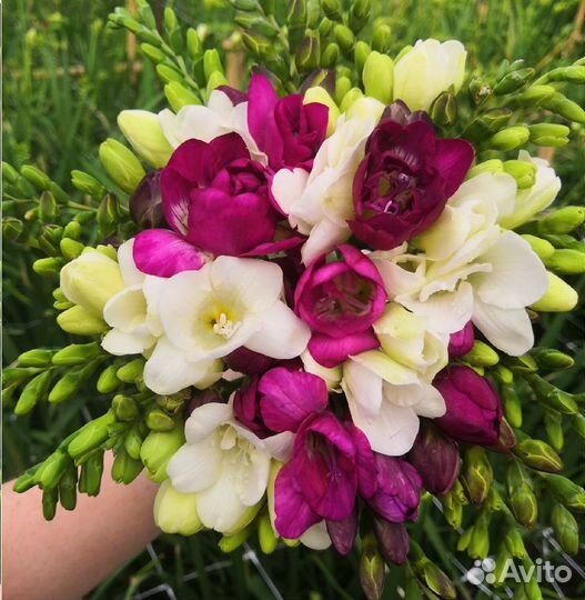 Цветы фрезия