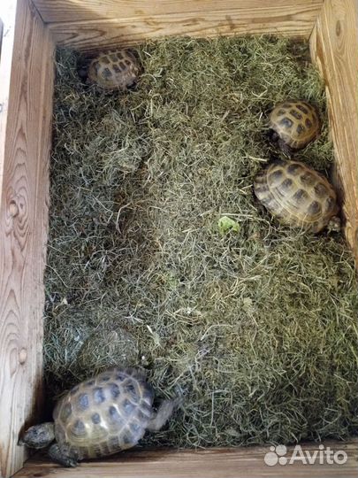 Черепаха сухопутная живая