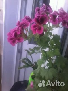 Комнатные цветы