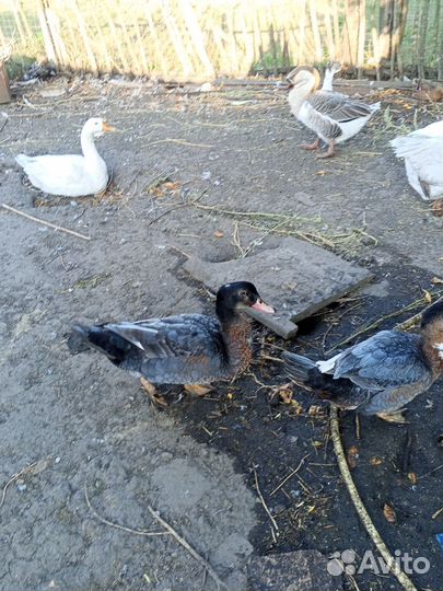 Утки муларды