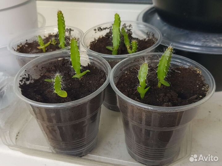 Питахайя, драконий фрукт