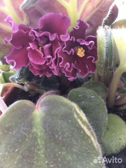 Сортовые фиалки