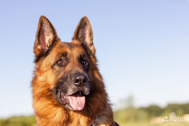Кобель на вязку
