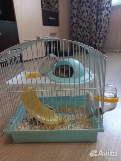 Хомяки,джунгарики