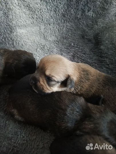 Метис французского бульдога