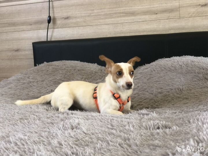 Маленькая собачка в дар