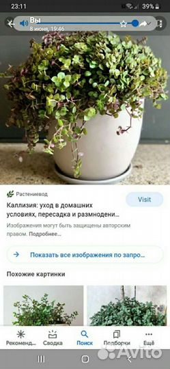 Каллизия, красные тюльпаны