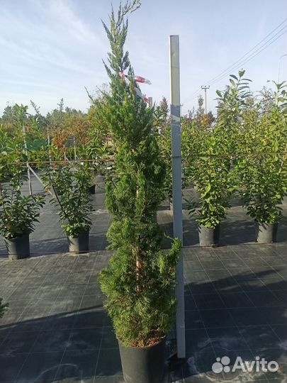 Можжевельник Кайзука С18 Н180-200