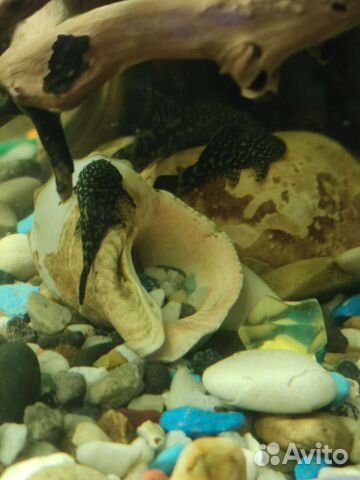 Сомики анциструсы