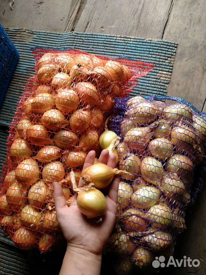 Лук репчатый