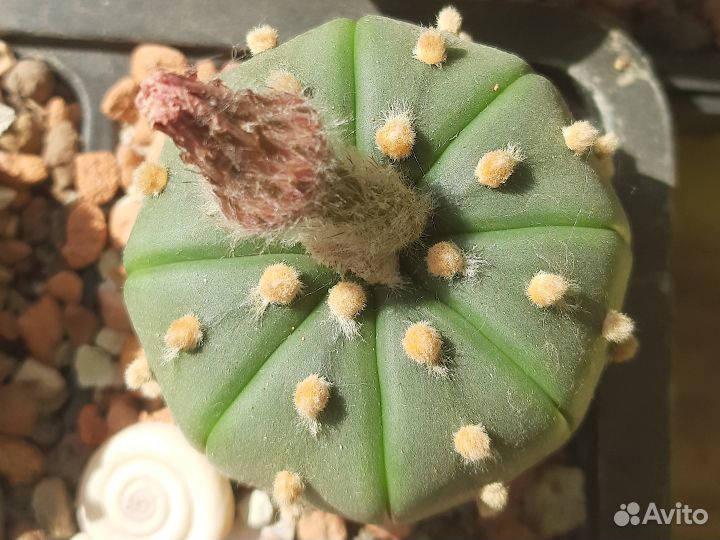 Кактус Astrophytum asterias nudum