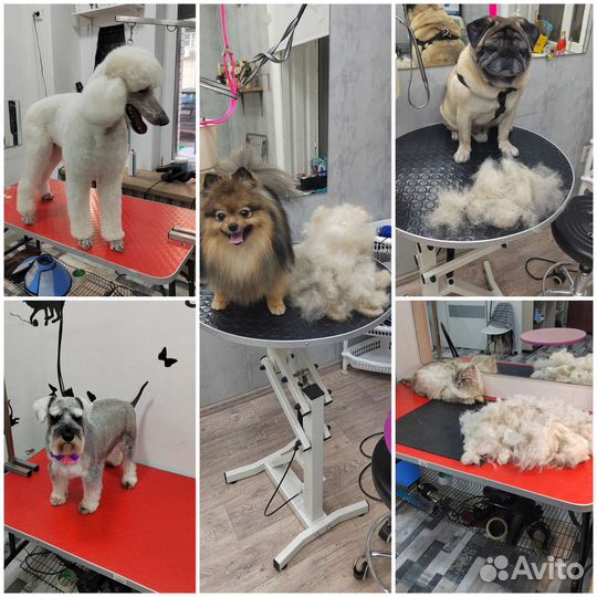 Стрижка собак и кошек