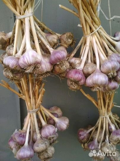 Чеснок