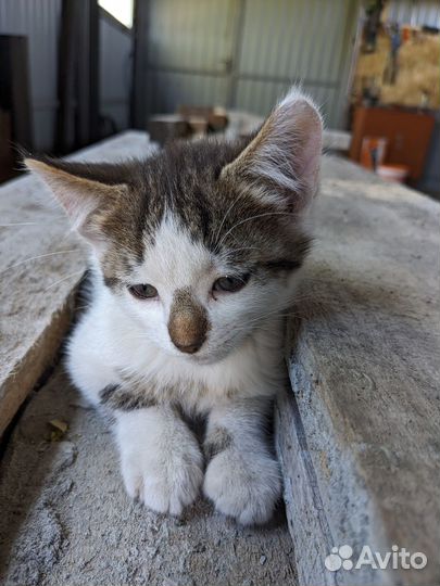 Котята. Мальчик в добрые руки