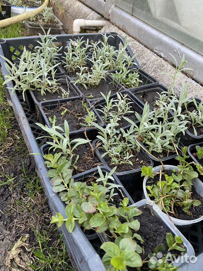 Многолетние садовые цветы