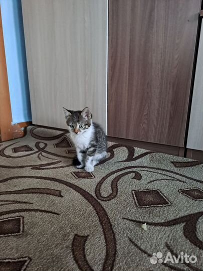 Кошки в добрые руки
