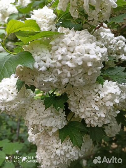 Саженцы декоративных и плодовых кустарников