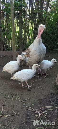 Индюшата домашние
