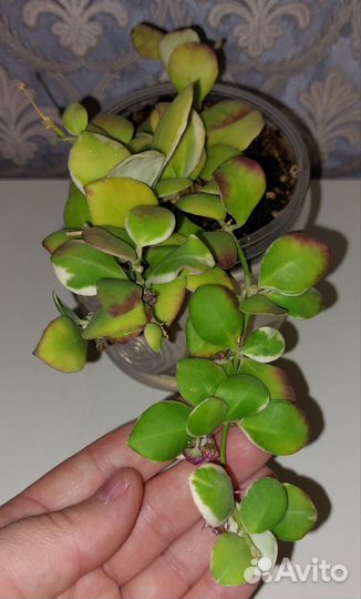 Хойи сортовые